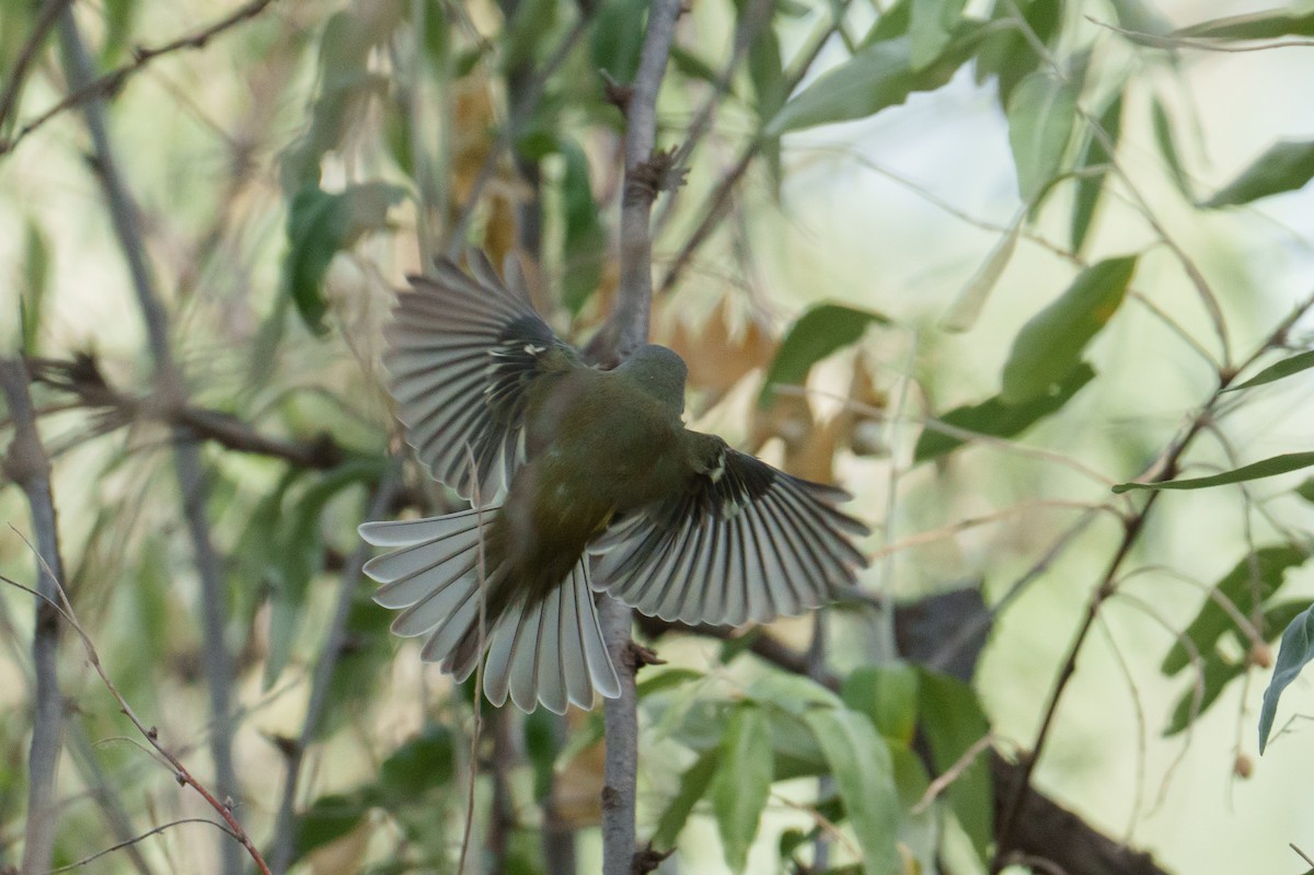 Cassin's Vireo - ML642858397