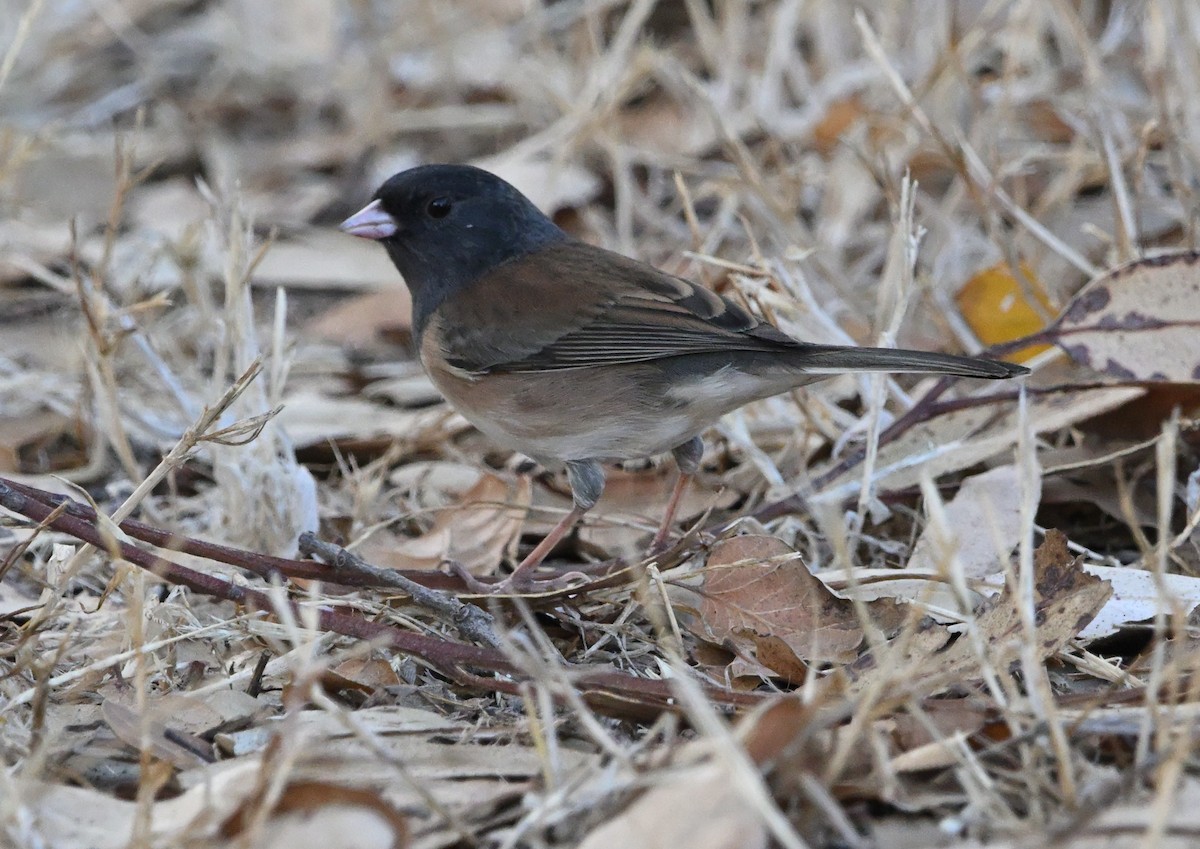 Junco ardoisé (groupe oreganus) - ML642858416