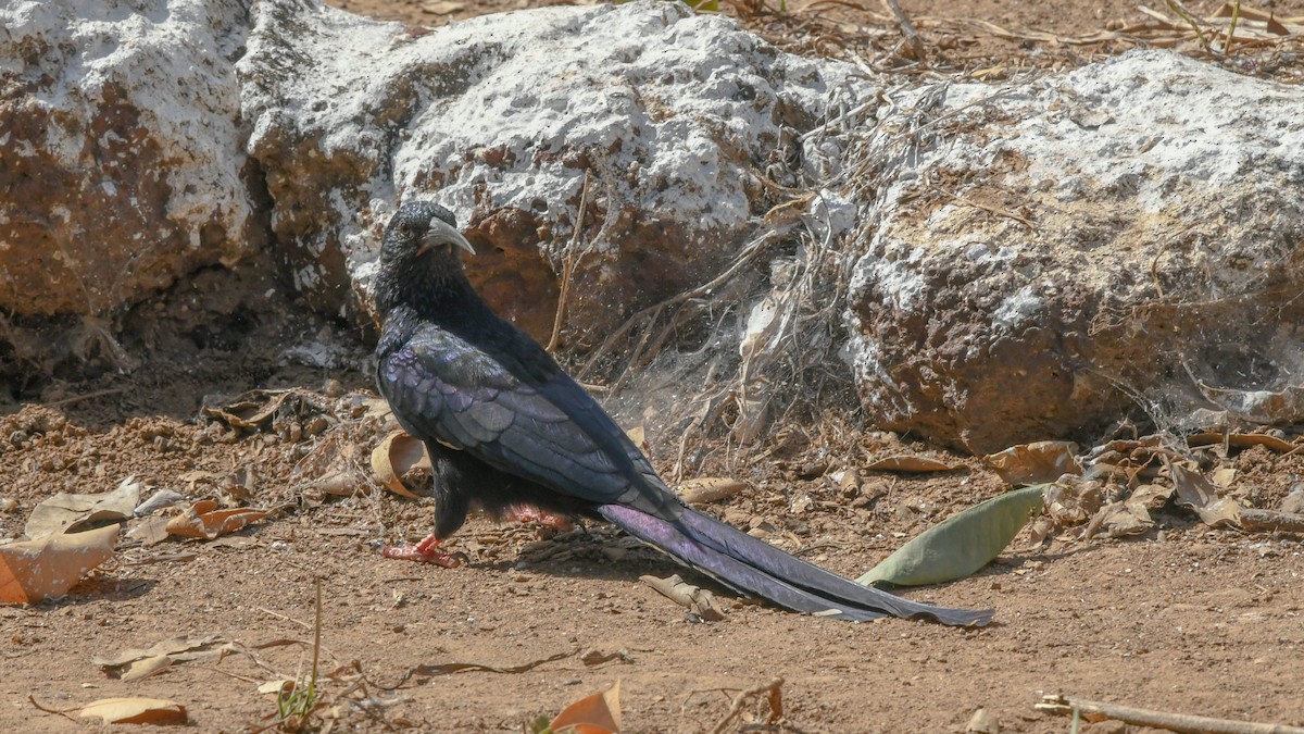 Green Woodhoopoe - ML642858419