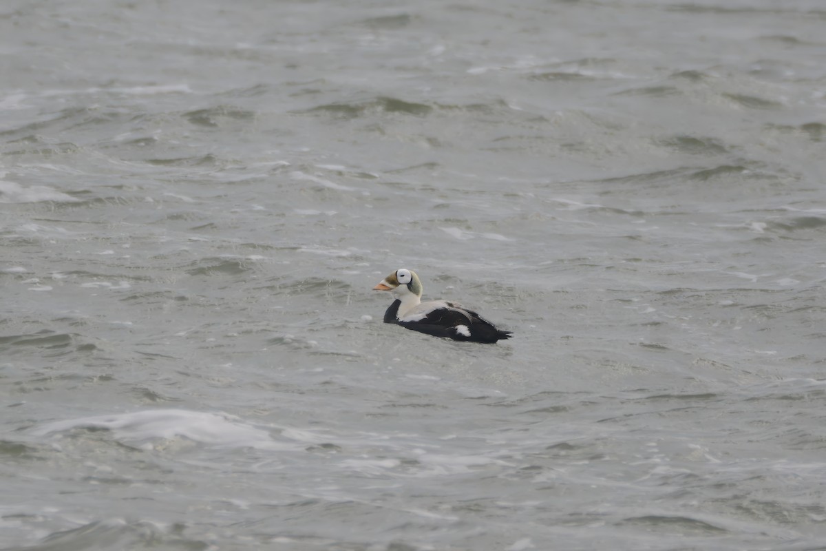 Spectacled Eider - ML642858424