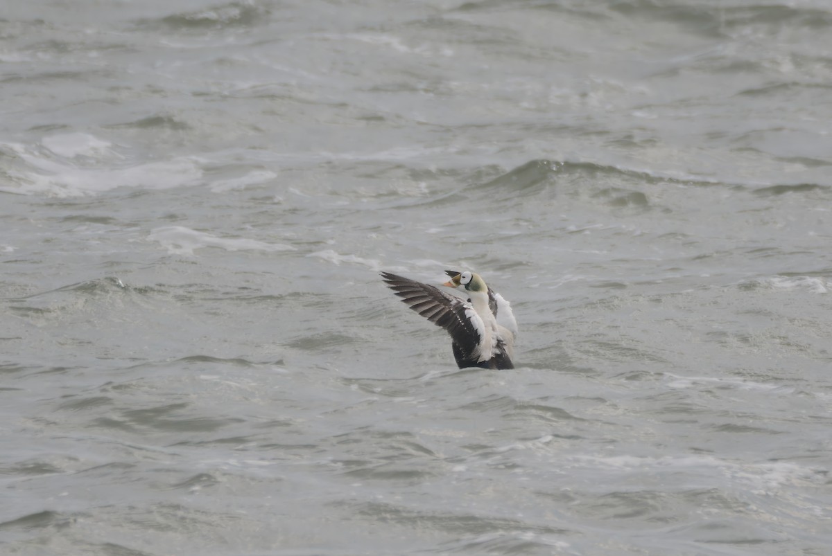 Spectacled Eider - ML642858426