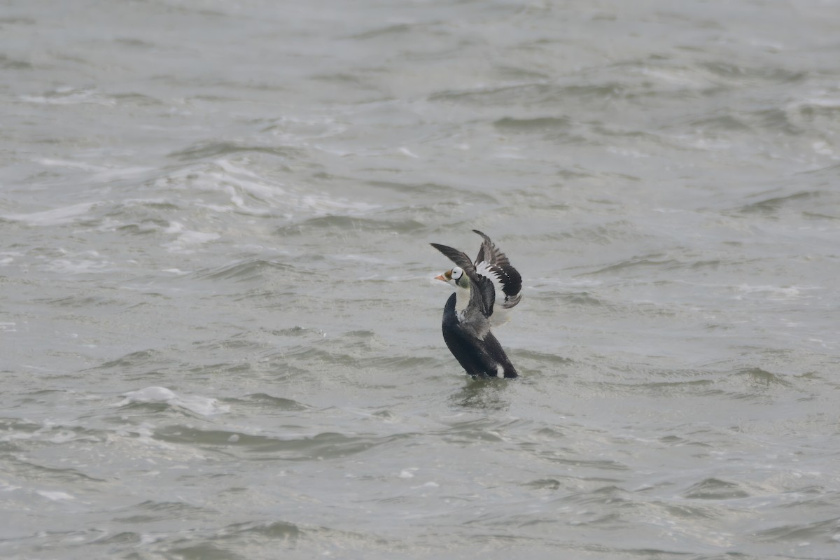 Spectacled Eider - ML642858427