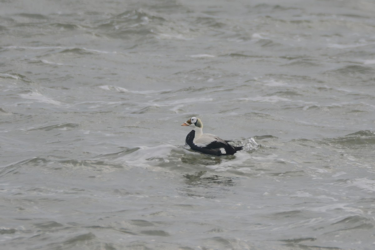 Spectacled Eider - ML642858428