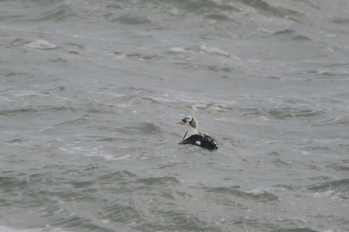 Spectacled Eider - ML642858429