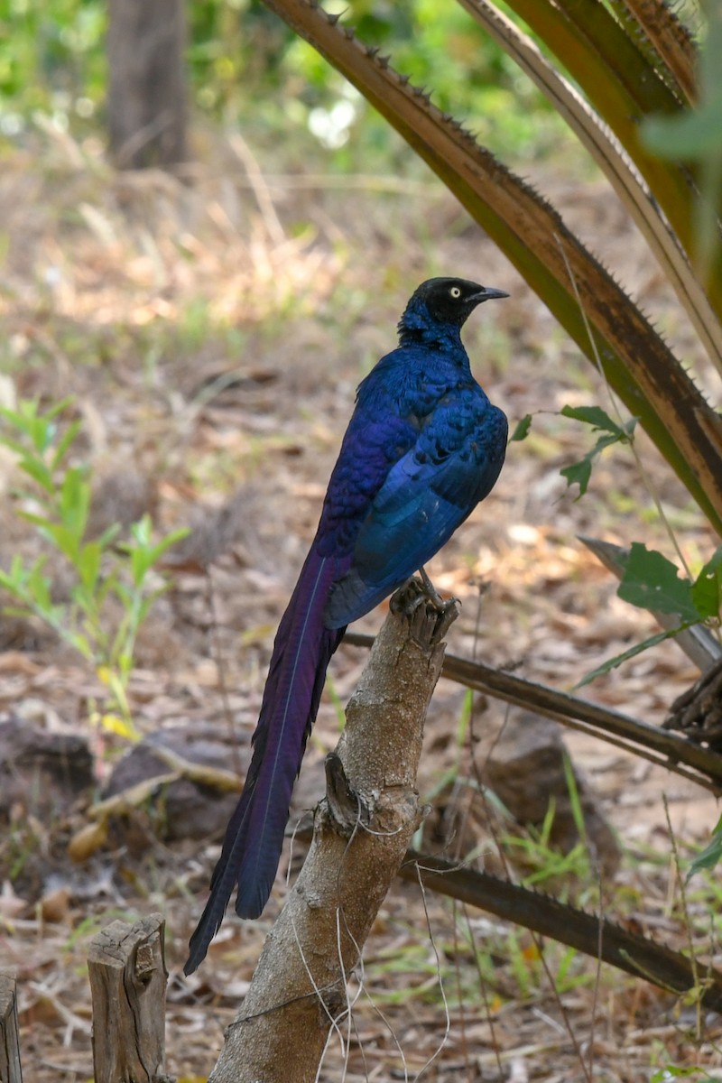 Long-tailed Glossy Starling - ML642858435