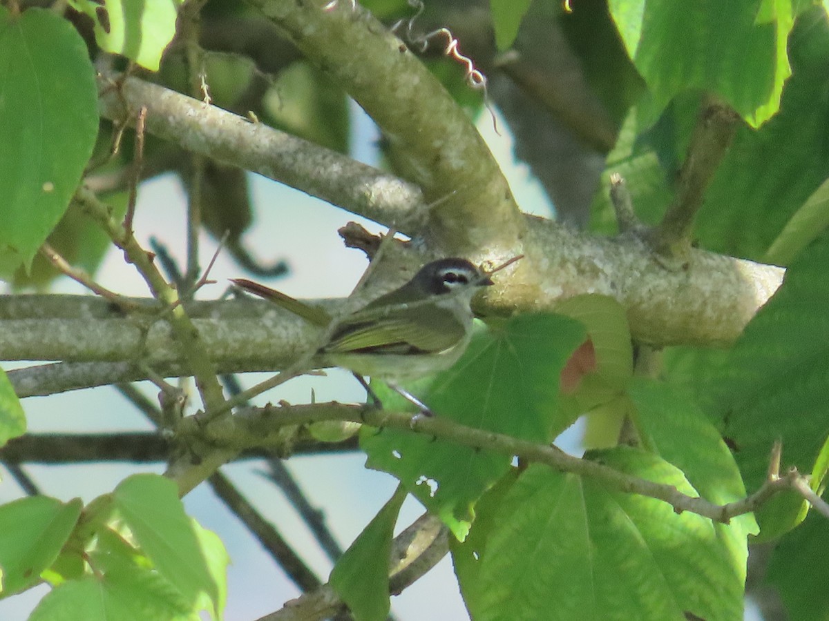 Venezuelan Tyrannulet - ML642858436