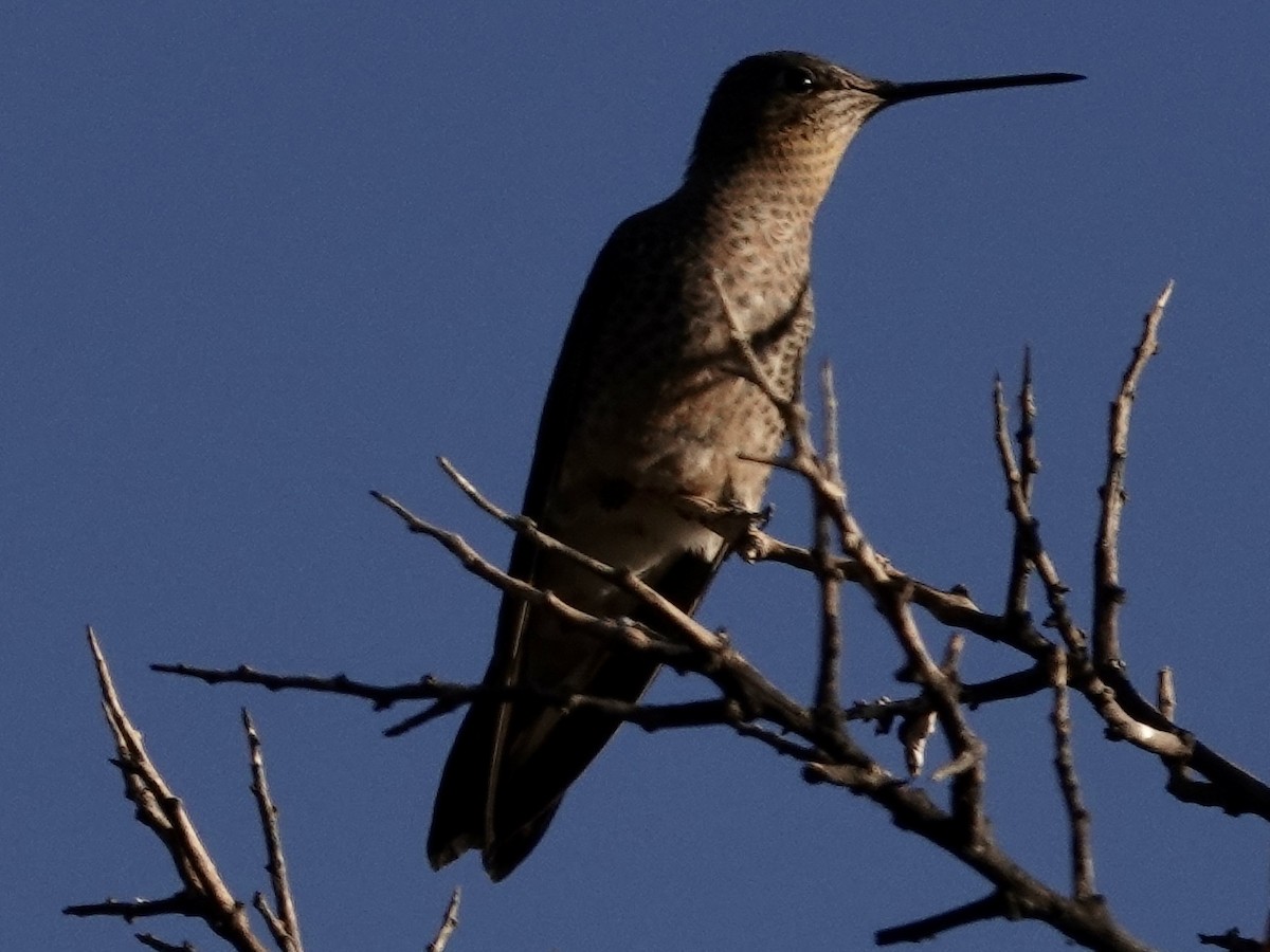 Colibrí Gigante - ML642858449
