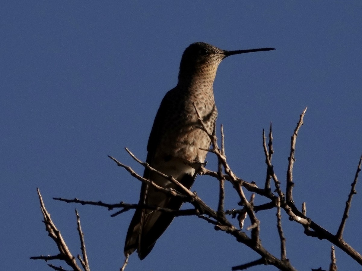 Colibrí Gigante - ML642858450