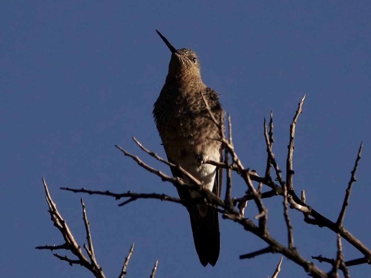 Colibrí Gigante - ML642858452