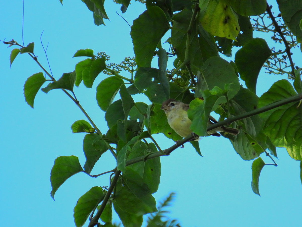 Brown-capped Vireo - ML642858458
