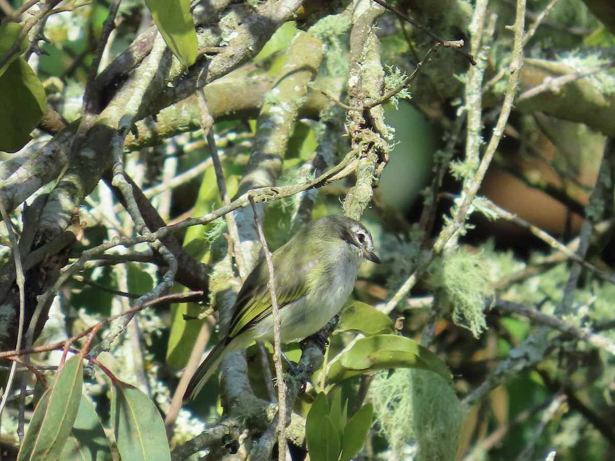 Venezuelan Tyrannulet - ML642858461