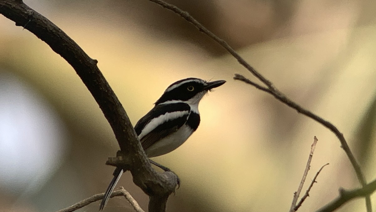 Senegal Batis - ML642858472