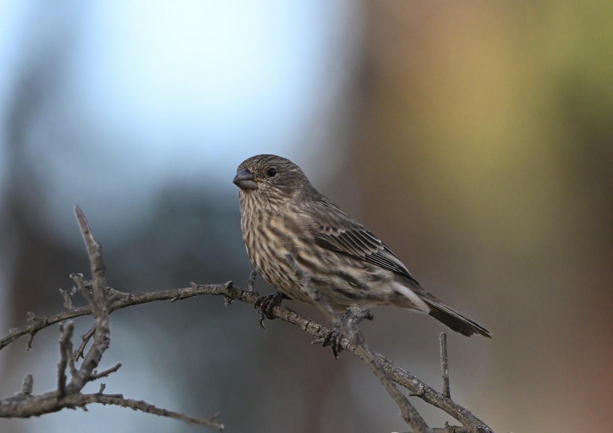 House Finch - ML642858475