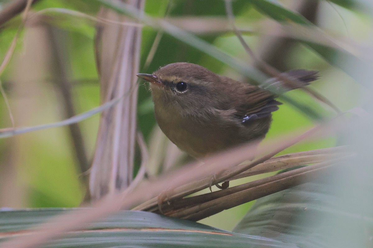 Brownish-flanked Bush Warbler - ML642858480