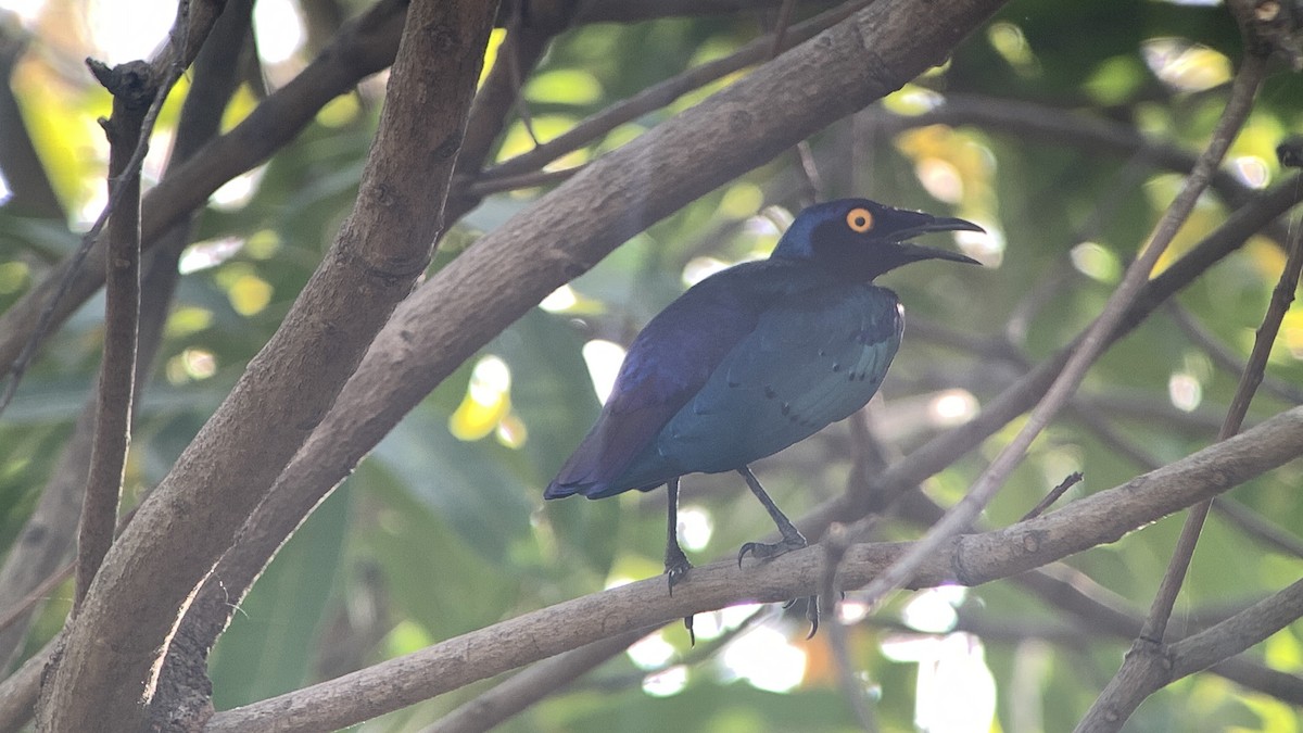 Purple Starling - ML642858484