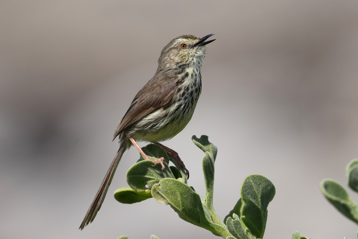 Karoo Prinia - ML642858485