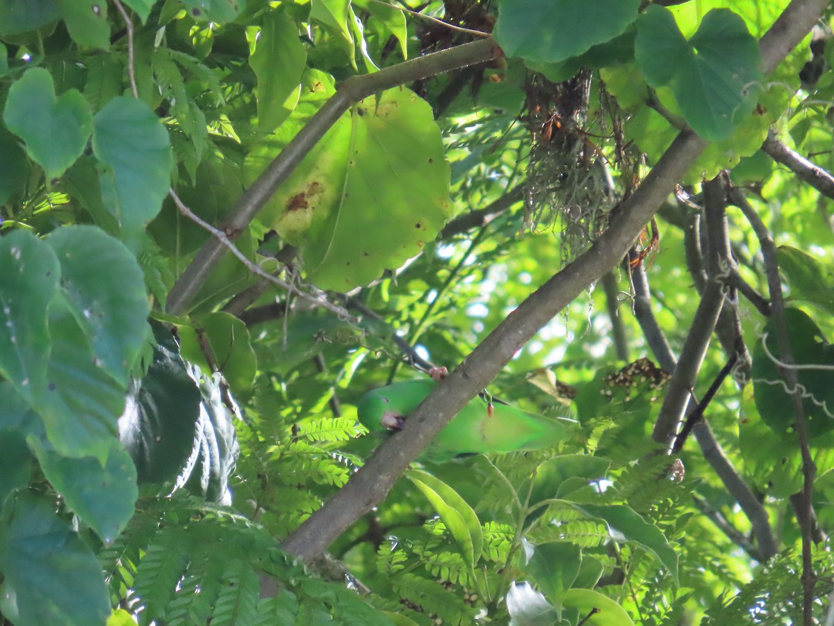 Green-rumped Parrotlet - ML642858495