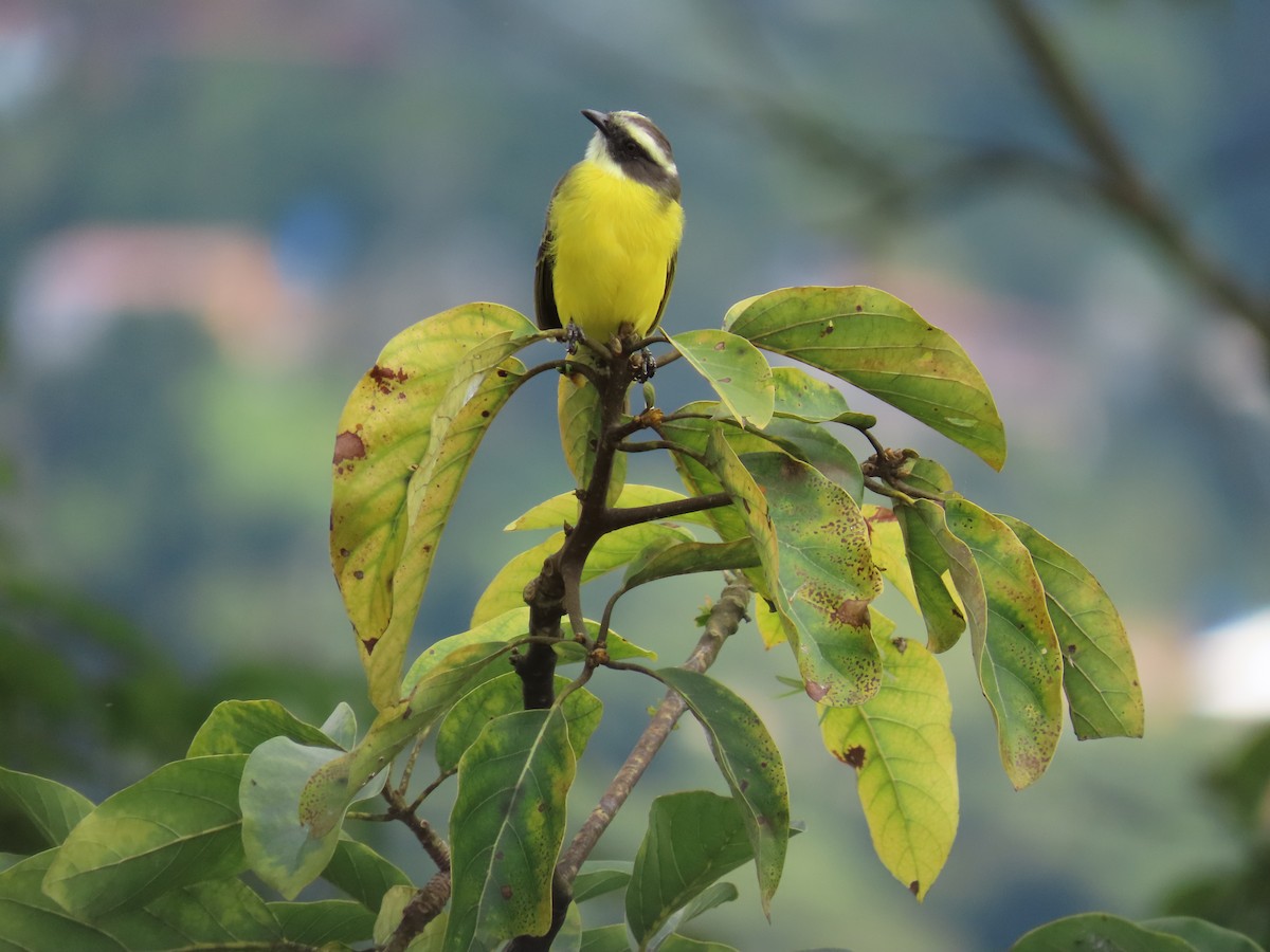 Social Flycatcher - ML642858507