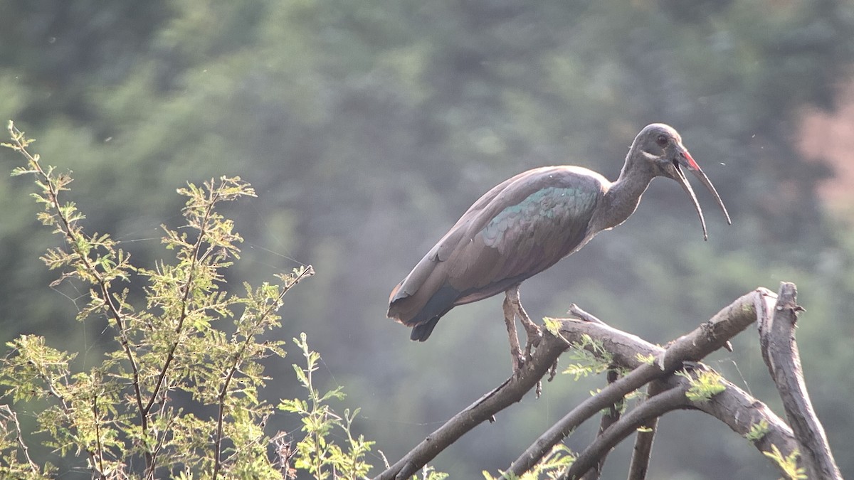Hadada Ibis - ML642858509
