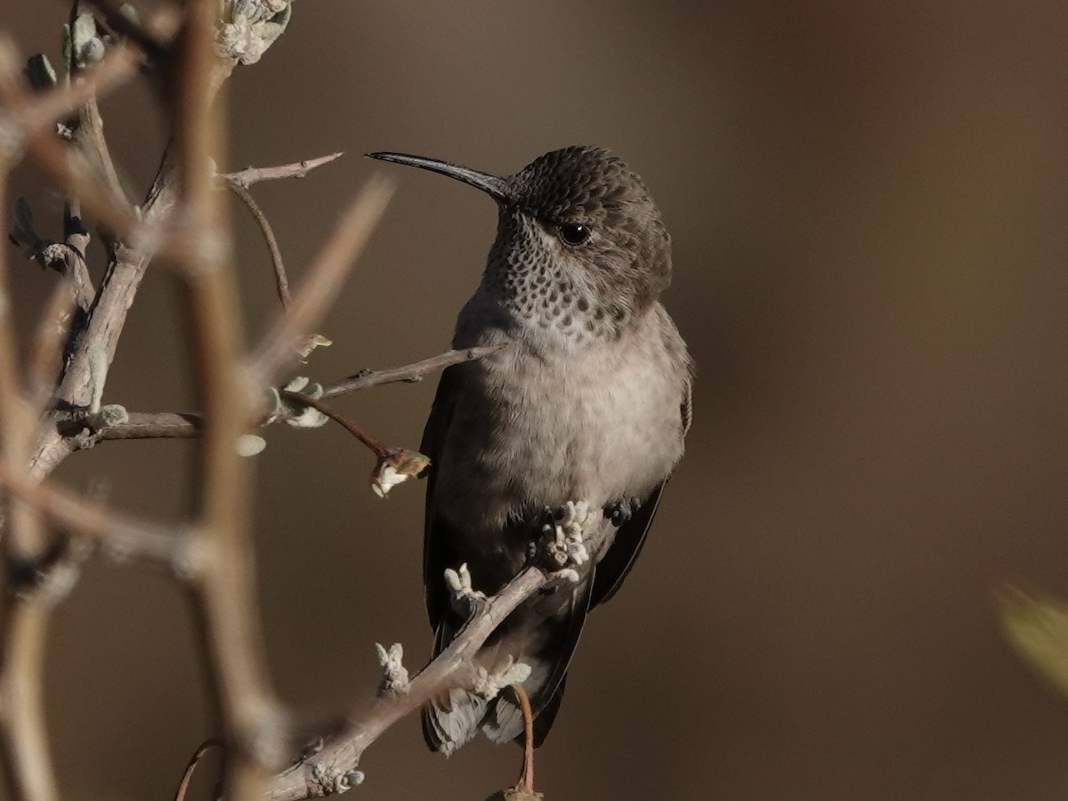 Colibrí Puneño - ML642858511