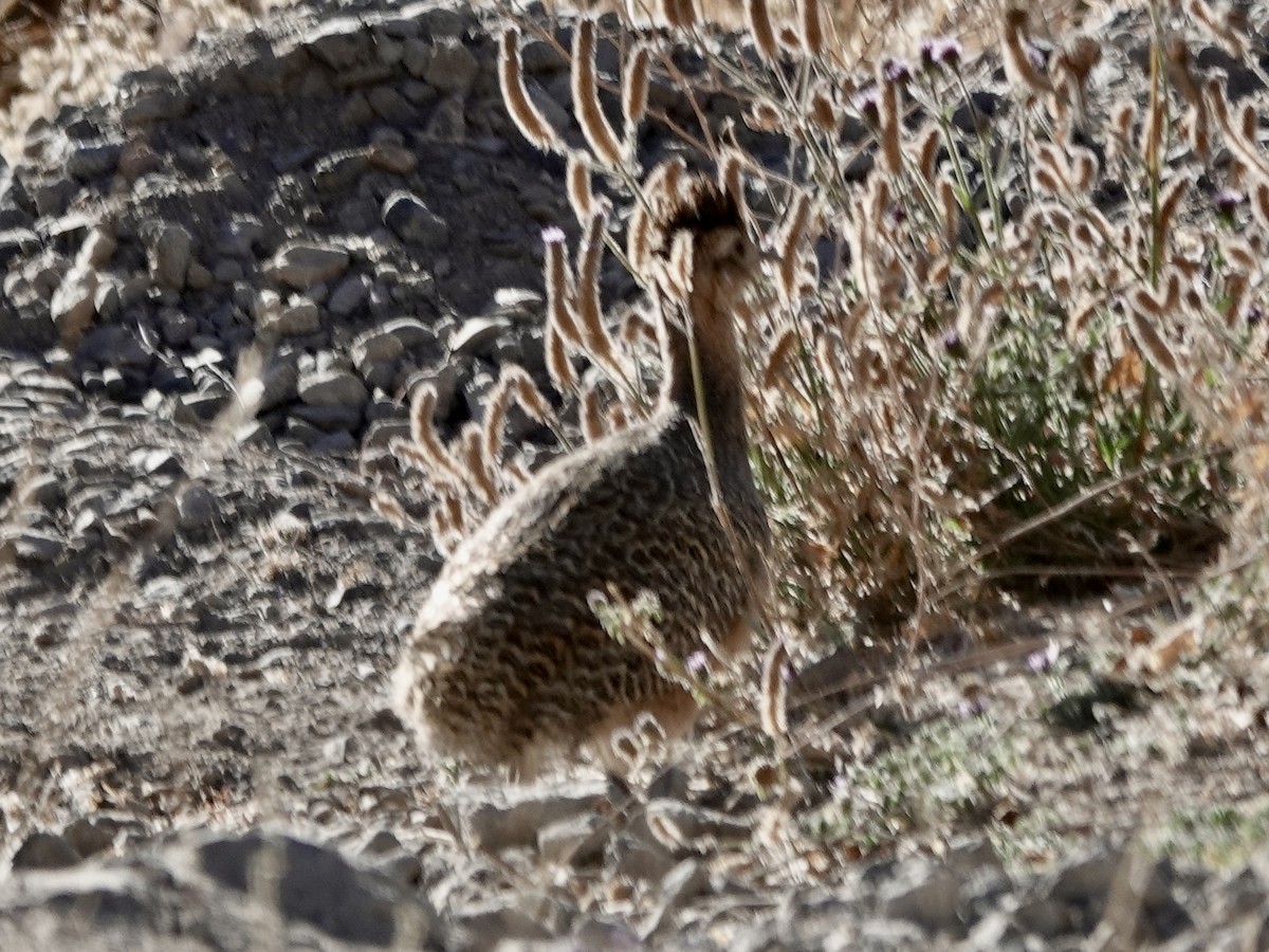 Tinamú Pisacca - ML642858514