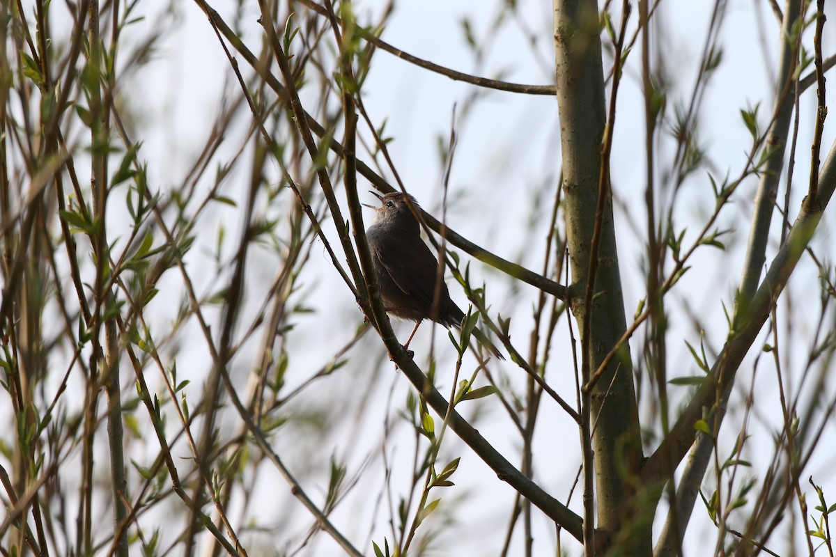 Cetti's Warbler - ML642858533