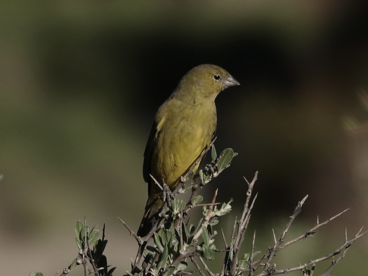 Chirigüe Oliváceo - ML642858536