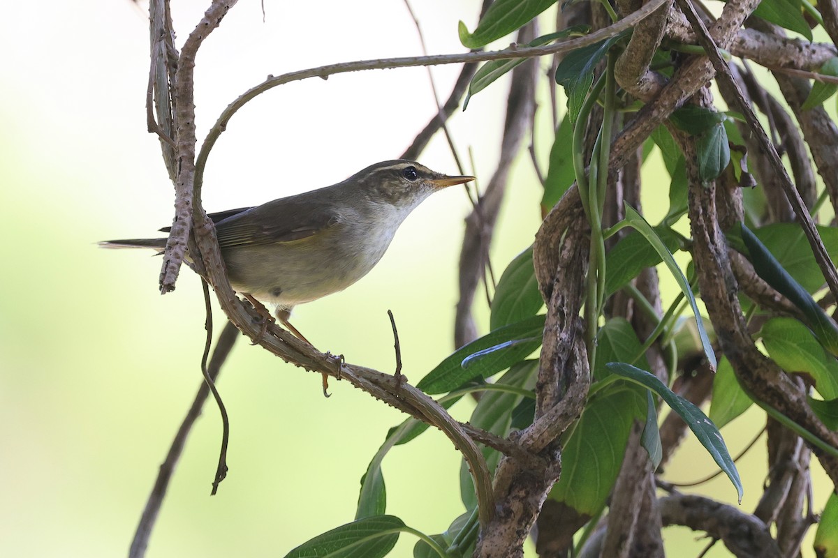 Arctic Warbler - ML642858538