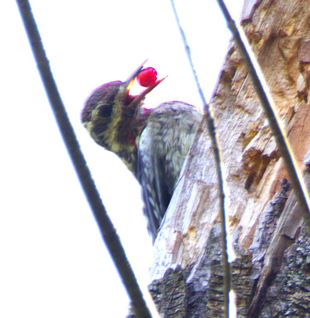 Yellow-bellied Sapsucker - ML642858541