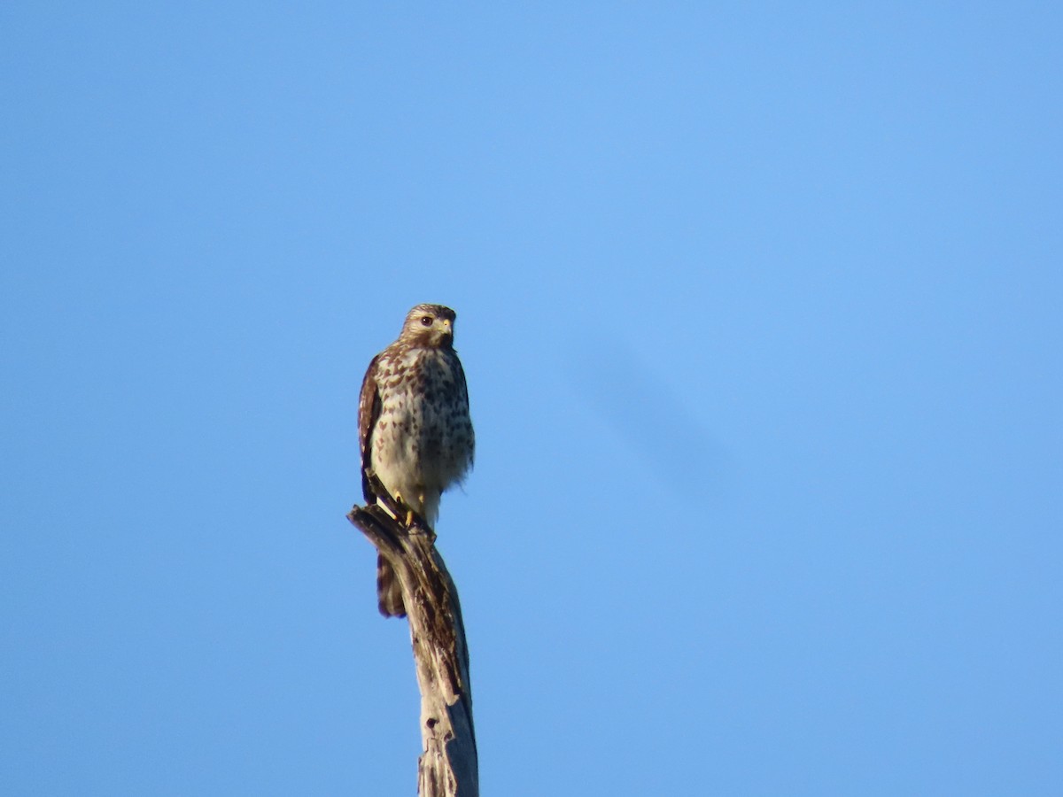 Red-shouldered Hawk - ML642858545