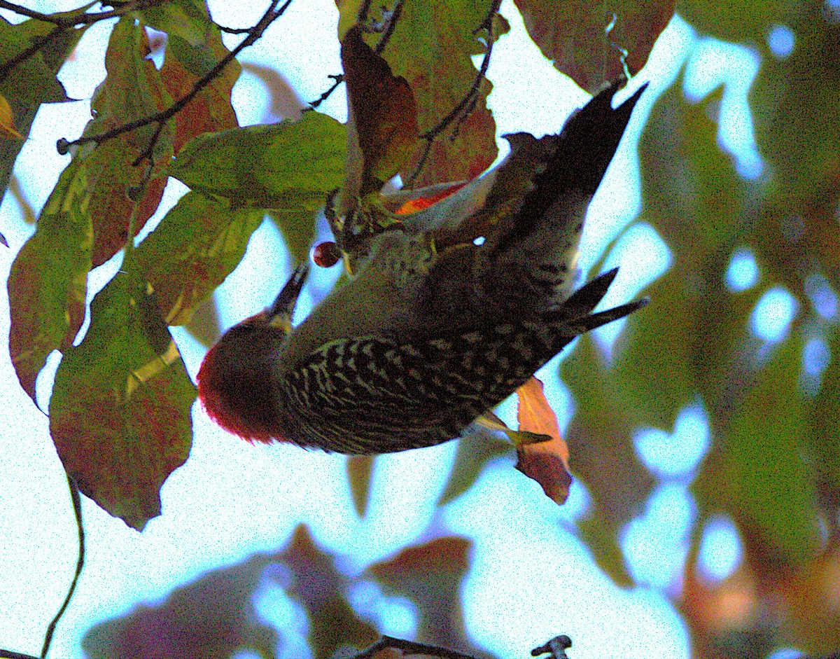 Red-bellied Woodpecker - ML642858552