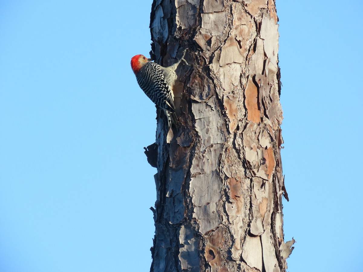 Red-bellied Woodpecker - ML642858559