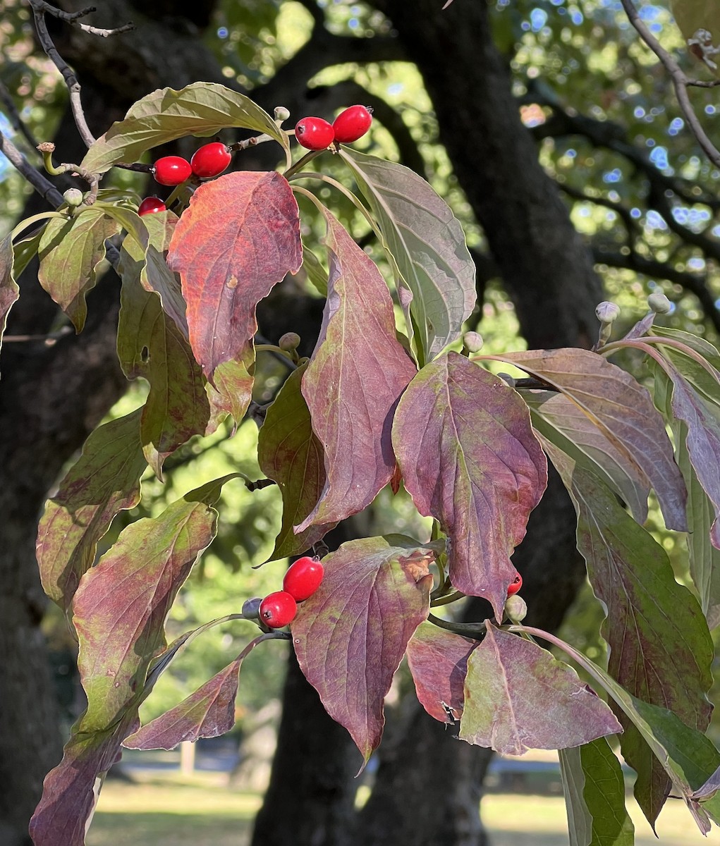 Red-bellied Woodpecker - ML642858561