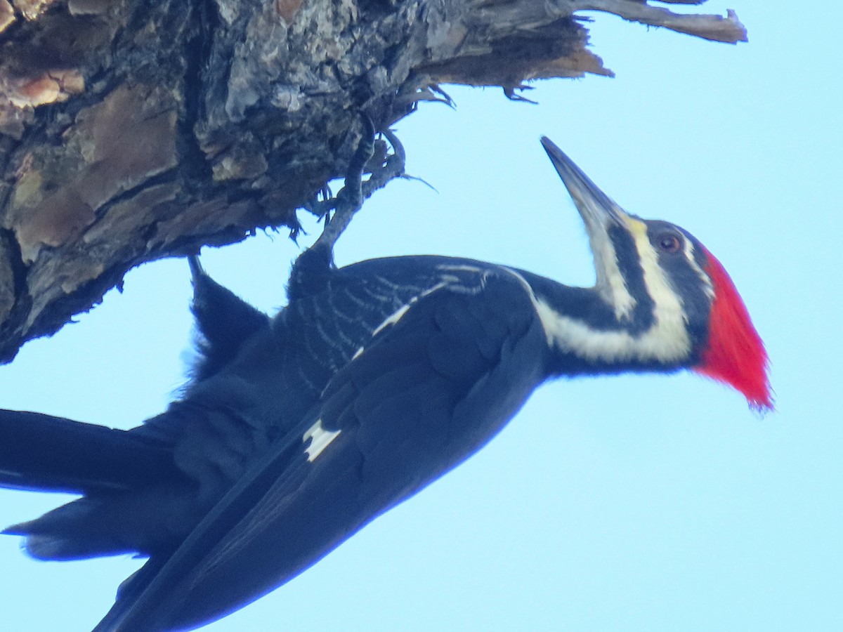 Pileated Woodpecker - ML642858567