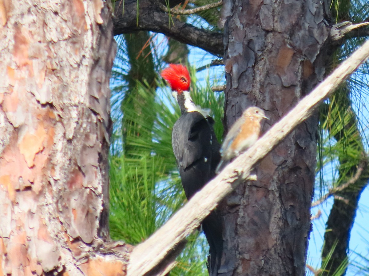 Pileated Woodpecker - ML642858569