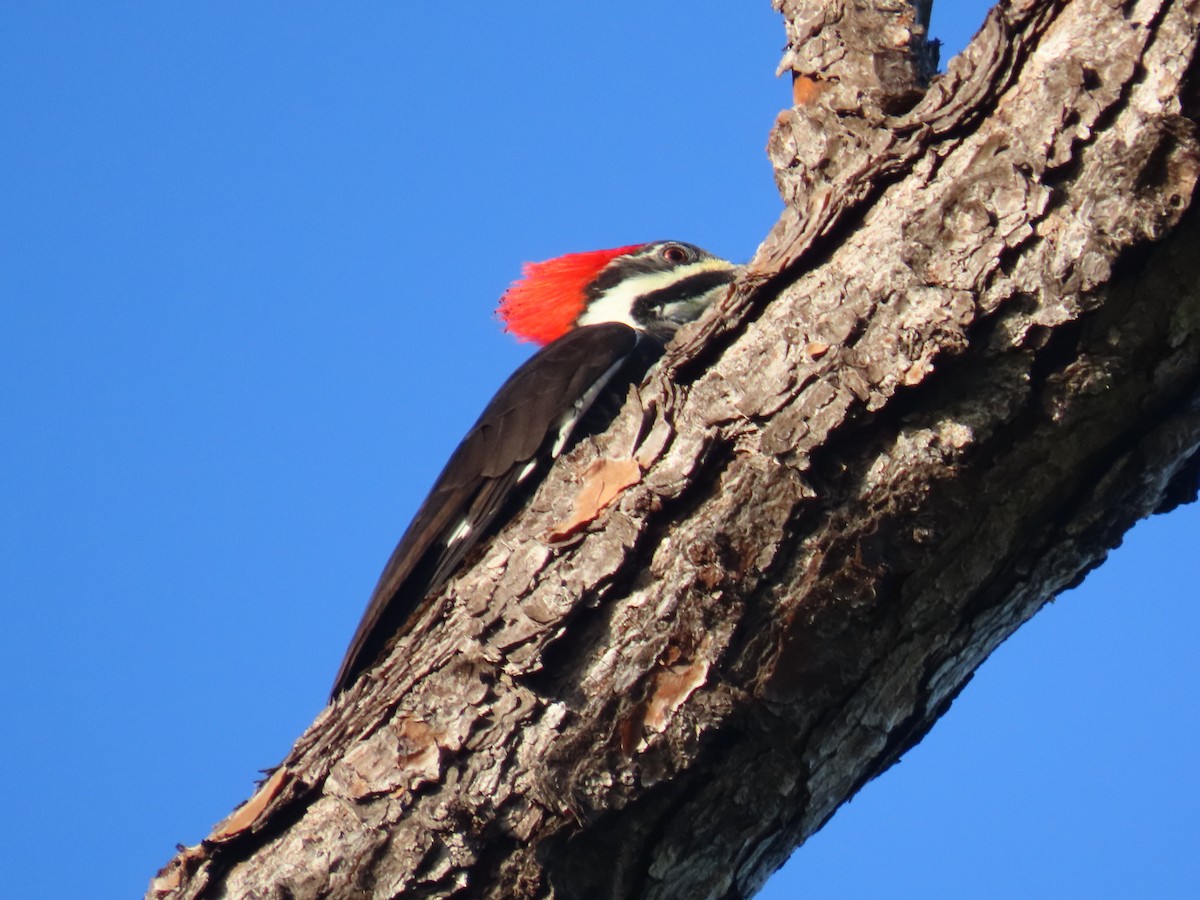Pileated Woodpecker - ML642858570