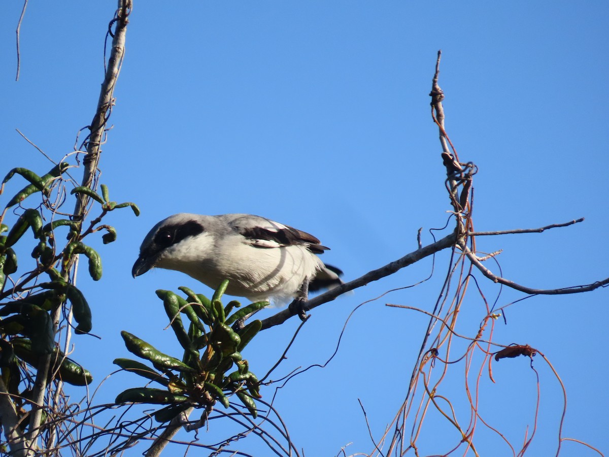 Loggerhead Shrike - ML642858574