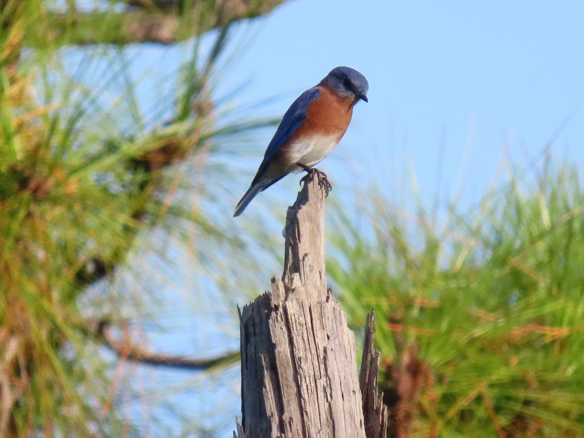 Eastern Bluebird - ML642858575