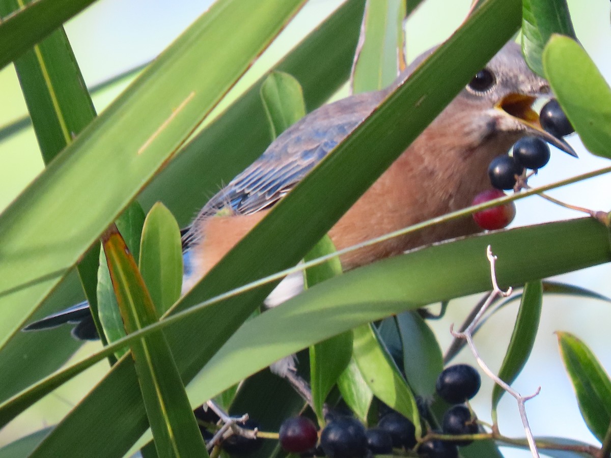 Eastern Bluebird - ML642858576