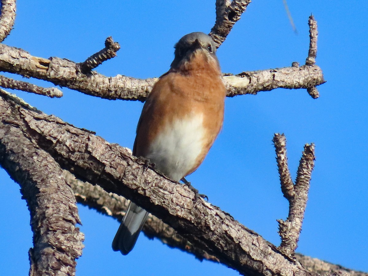 Eastern Bluebird - ML642858577