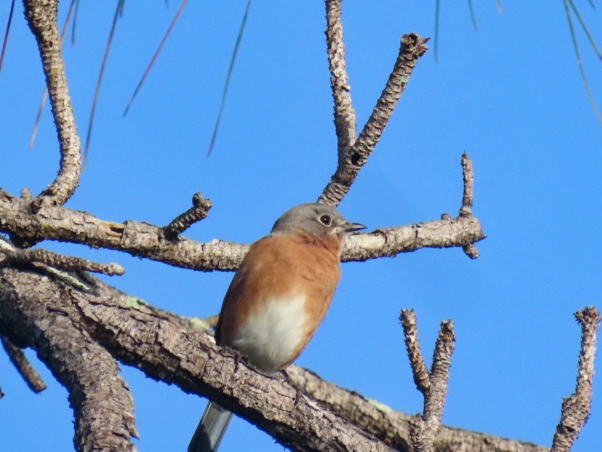 Eastern Bluebird - ML642858579