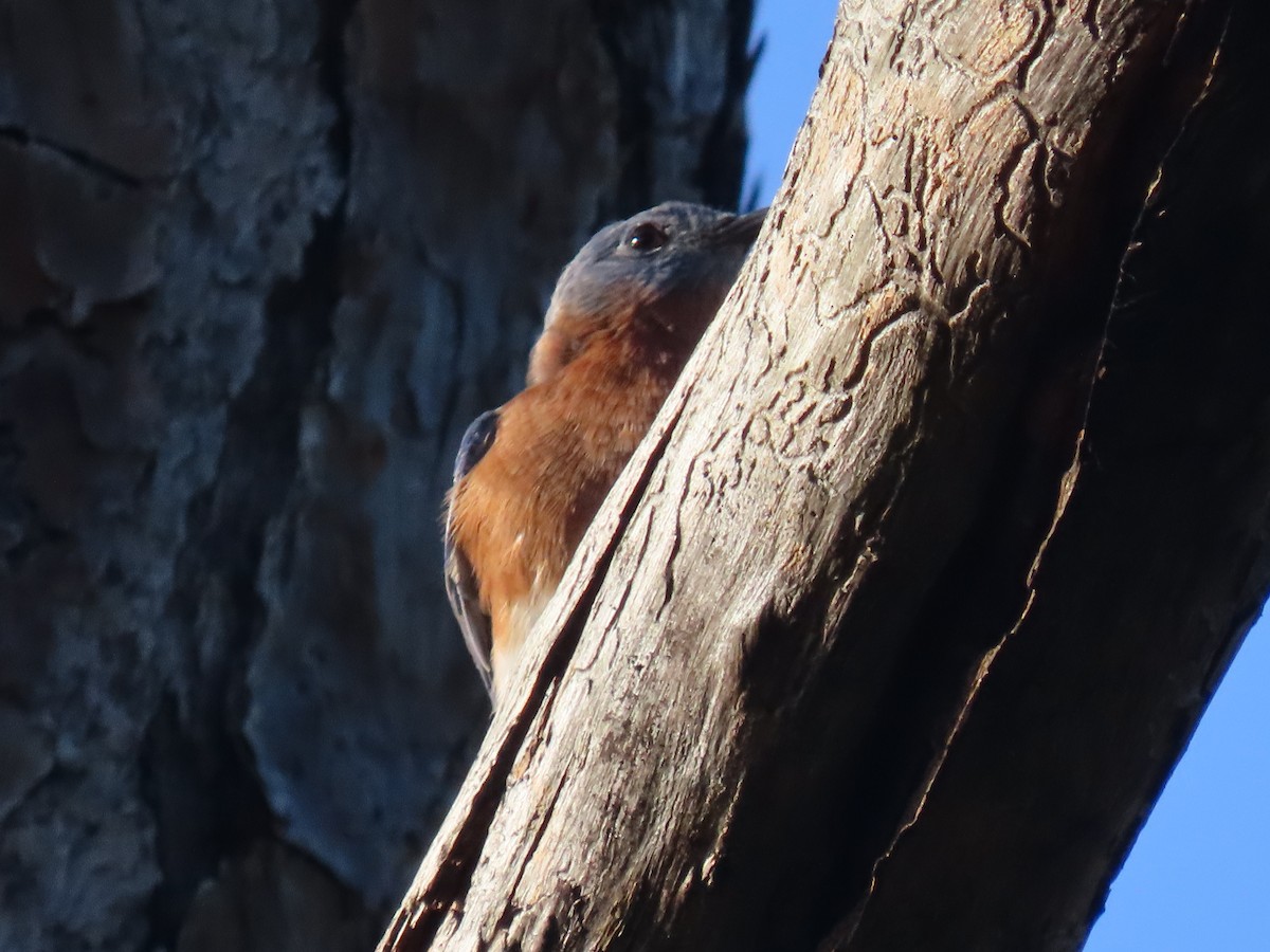Eastern Bluebird - ML642858580