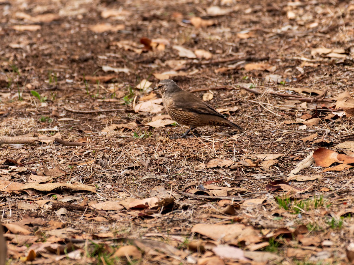 Brown Treecreeper - ML642858606
