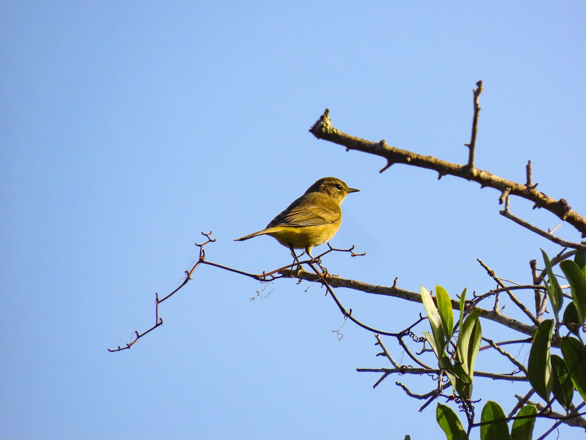 Palm Warbler - ML642858608