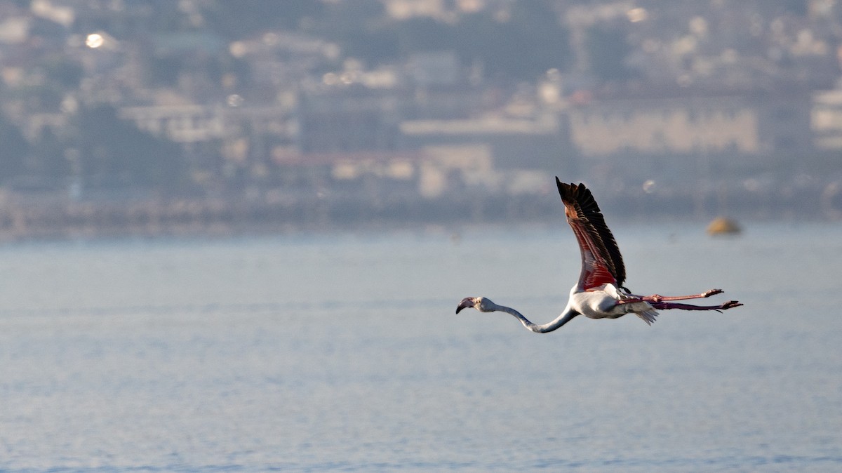 Greater Flamingo - ML642858611