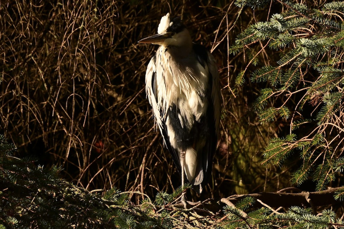 蒼鷺 - ML642858614