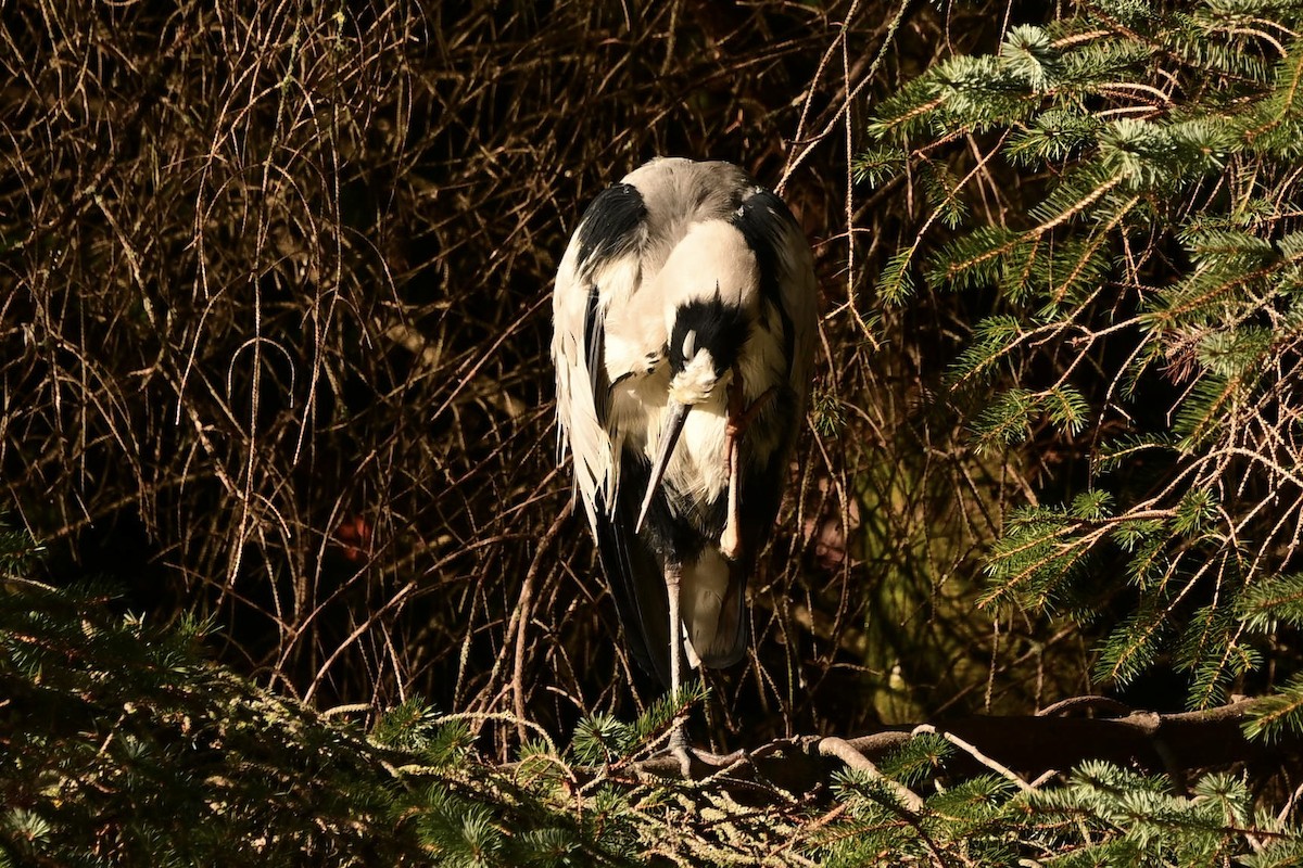 蒼鷺 - ML642858615