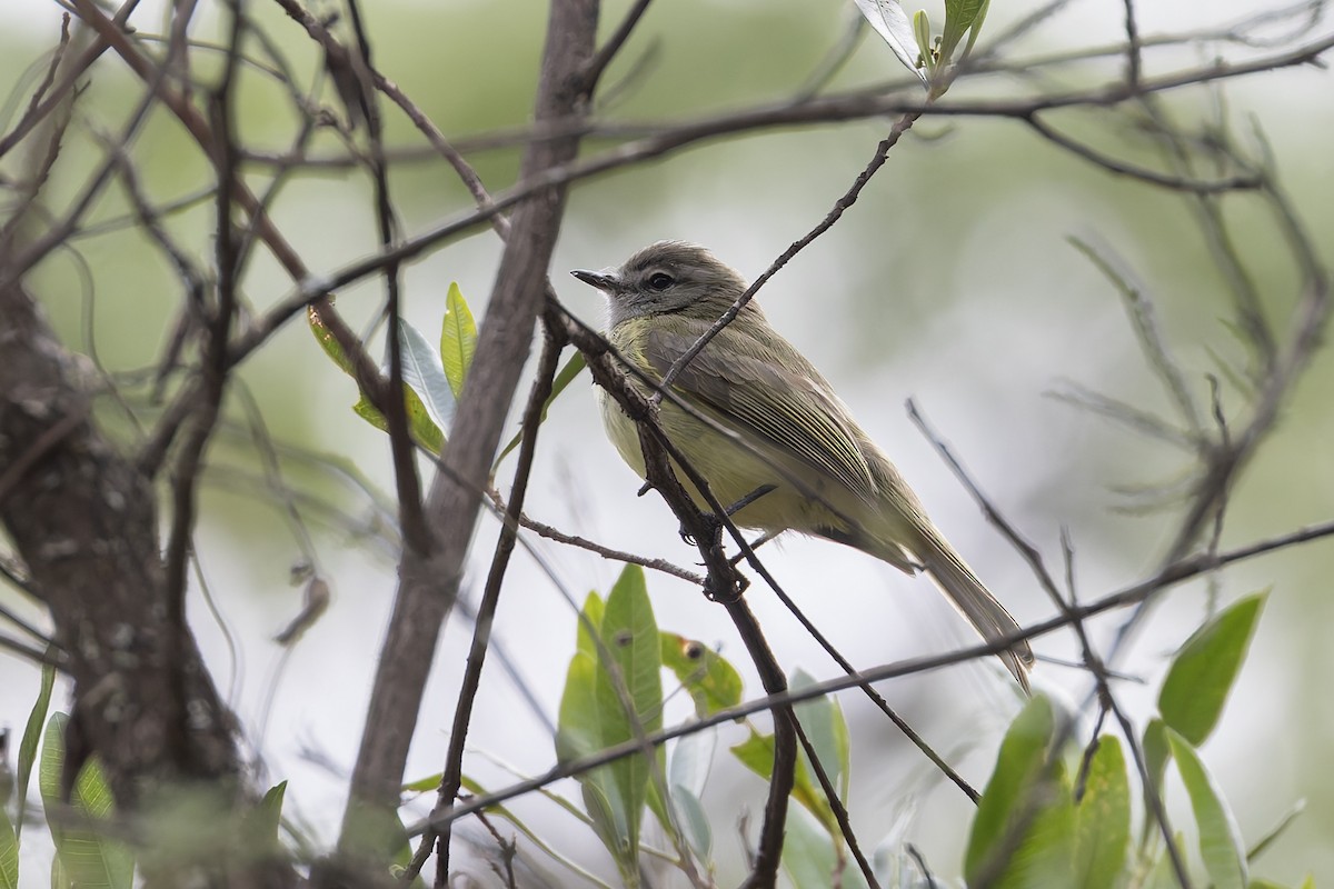 Greenish Elaenia (West Mexico) - ML642858619