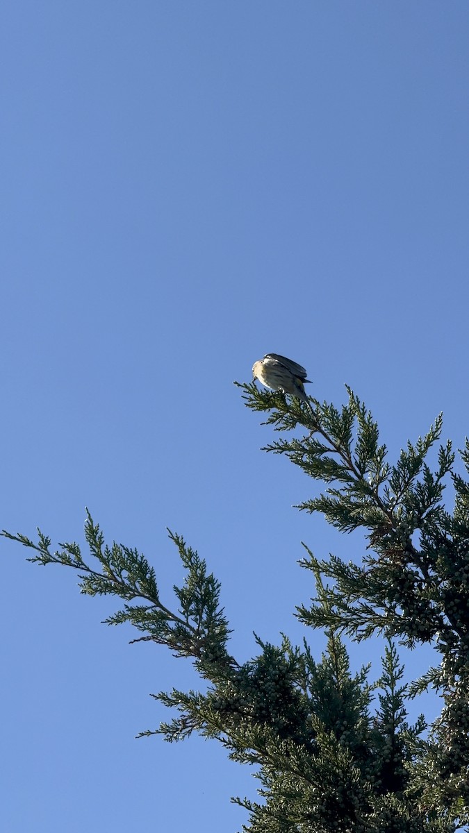 Yellow-rumped Warbler - ML642858626