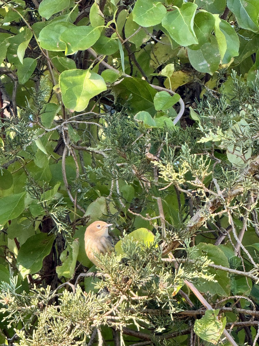 Yellow-rumped Warbler - ML642858627